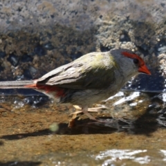 Neochmia temporalis at ANBG - 5 Mar 2024