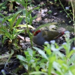 Neochmia temporalis at ANBG - 5 Mar 2024