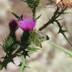 Cirsium vulgare (Spear Thistle) at ANBG - 5 Mar 2024 by RodDeb