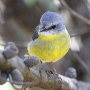 Eopsaltria australis at ANBG - 5 Mar 2024