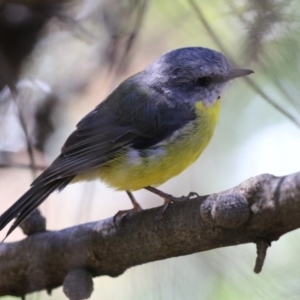 Eopsaltria australis at ANBG - 5 Mar 2024