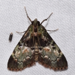 Orthaga thyrisalis (Teatree Web Moth) at Jerrabomberra, NSW - 5 Mar 2024 by DianneClarke