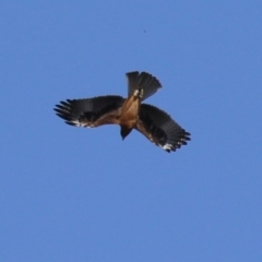 Hieraaetus morphnoides (Little Eagle) at Acton, ACT - 5 Mar 2024 by RodDeb