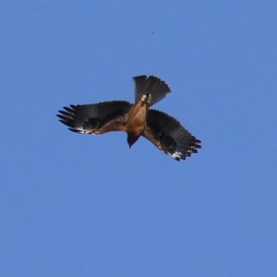 Hieraaetus morphnoides (Little Eagle) by RodDeb