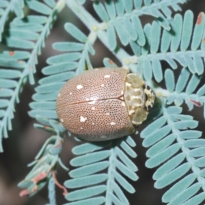 Paropsis aegrota at Hall, ACT - 3 Mar 2024