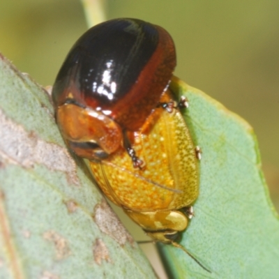 Paropsisterna cloelia (Eucalyptus variegated beetle) at Hall, ACT - 3 Mar 2024 by Harrisi