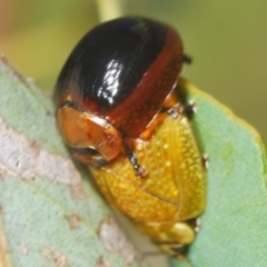 Paropsisterna cloelia at Hall, ACT - 3 Mar 2024