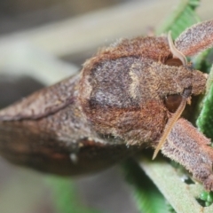 Elhamma australasiae (A Swift or Ghost moth (Hepialidae)) at Hall, ACT - 4 Mar 2024 by Harrisi