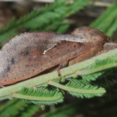 Elhamma australasiae at Cooleman Ridge - 4 Mar 2024 05:53 PM