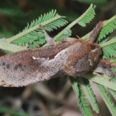 Elhamma australasiae at Cooleman Ridge - 4 Mar 2024 05:53 PM