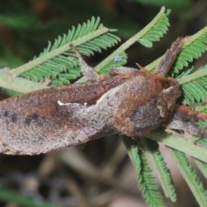 Elhamma australasiae at Cooleman Ridge - 4 Mar 2024 05:53 PM