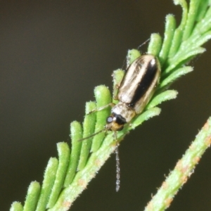 Monolepta froggatti at Cooleman Ridge - 4 Mar 2024 06:41 PM