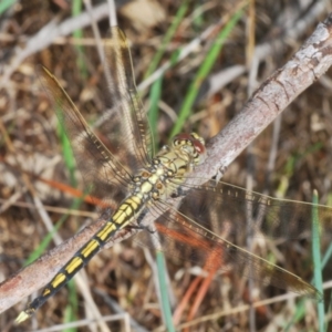 Orthetrum caledonicum at Hall, ACT - 3 Mar 2024 12:29 PM