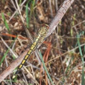 Orthetrum caledonicum at Hall, ACT - 3 Mar 2024 12:29 PM