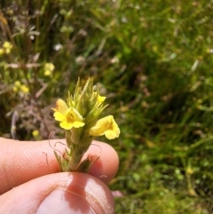 Euphrasia scabra (Rough Eyebright) at Craigie, NSW - 5 Mar 2024 by forest17178