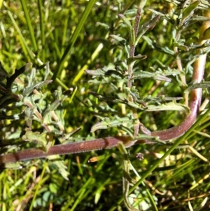Euphrasia scabra at Bondi State Forest - suppressed