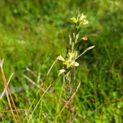 Euphrasia scabra at Bondi State Forest - suppressed