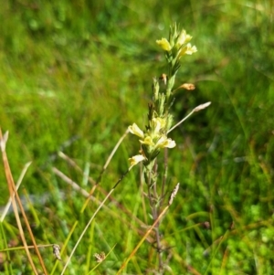 Euphrasia scabra at Bondi State Forest - suppressed