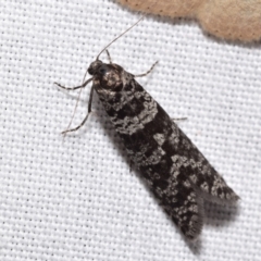 Psychidae (family) MATURE (Case Moth) at Jerrabomberra, NSW - 5 Mar 2024 by DianneClarke