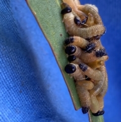 Symphyta (suborder) at The Fair, Watson - 5 Mar 2024 by waltraud