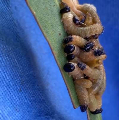 Pseudoperga sp. (genus) (Sawfly, Spitfire) at The Fair, Watson - 5 Mar 2024 by waltraud