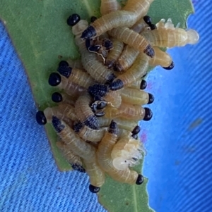 Pseudoperga sp. (genus) at The Fair, Watson - 5 Mar 2024