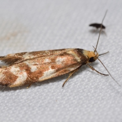 Palimmeces habrophanes (A Concealer moth) at QPRC LGA - 5 Mar 2024 by DianneClarke