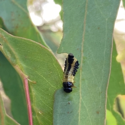 Paropsis atomaria (Eucalyptus leaf beetle) at Watson, ACT - 5 Mar 2024 by waltraud