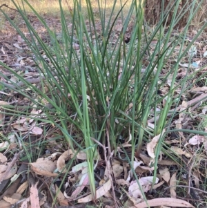 Dianella revoluta var. revoluta at The Fair, Watson - 5 Mar 2024