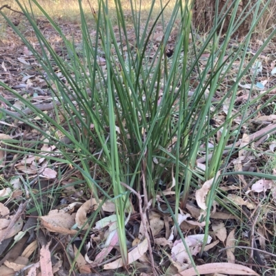 Dianella revoluta var. revoluta (Black-Anther Flax Lily) at Watson, ACT - 5 Mar 2024 by waltraud