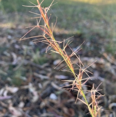 Aristida ramosa (Purple Wire Grass) at Watson, ACT - 5 Mar 2024 by waltraud