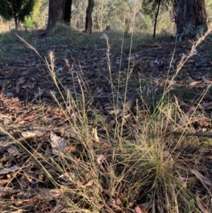 Aristida ramosa at The Fair, Watson - 5 Mar 2024