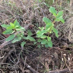 Viburnum tinus at The Fair, Watson - 5 Mar 2024