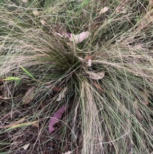 Nassella trichotoma at Mount Majura - 5 Mar 2024 07:45 PM