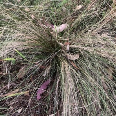 Nassella trichotoma (Serrated Tussock) at Mount Majura - 5 Mar 2024 by waltraud