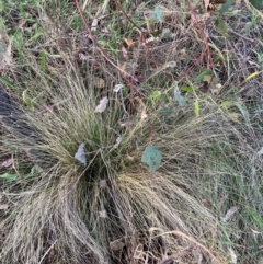 Nassella trichotoma (Serrated Tussock) at The Fair, Watson - 5 Mar 2024 by waltraud