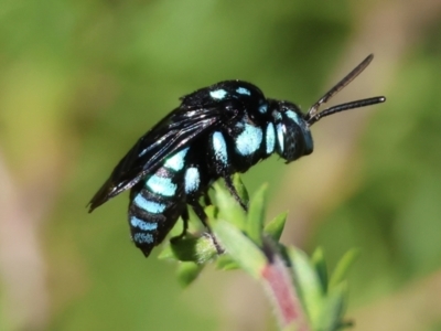 Thyreus nitidulus (Neon cuckoo bee) at Moruya, NSW - 3 Mar 2024 by LisaH