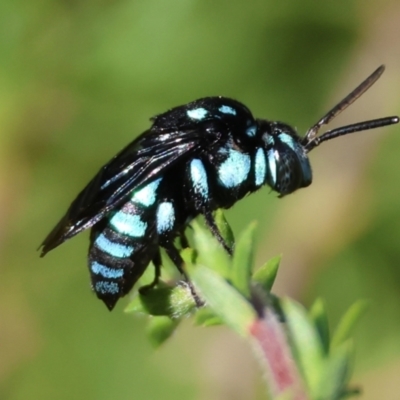 Thyreus nitidulus (Neon cuckoo bee) at Broulee Moruya Nature Observation Area - 3 Mar 2024 by LisaH