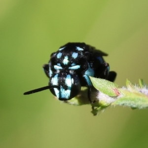 Thyreus nitidulus at Moruya, NSW - 4 Mar 2024