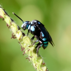 Thyreus nitidulus at suppressed - suppressed