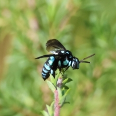 Thyreus nitidulus at suppressed - 4 Mar 2024