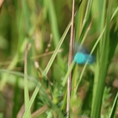 Thyreus nitidulus at suppressed - 4 Mar 2024