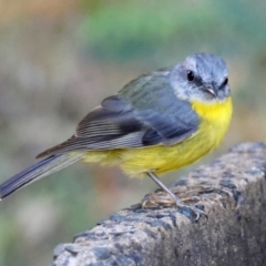 Eopsaltria australis (Eastern Yellow Robin) at Broulee Moruya Nature Observation Area - 3 Mar 2024 by LisaH
