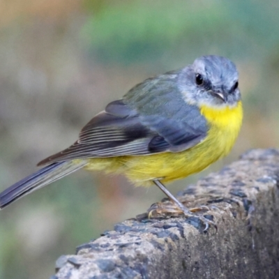 Eopsaltria australis (Eastern Yellow Robin) at Broulee Moruya Nature Observation Area - 3 Mar 2024 by LisaH