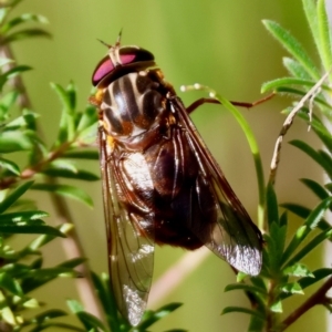 Apiocera sp. (genus) at Moruya, NSW - 4 Mar 2024