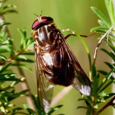 Apiocera sp. (genus) (A flower loving fly) at Moruya, NSW - 4 Mar 2024 by LisaH