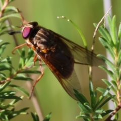 Apiocera sp. (genus) at Moruya, NSW - 4 Mar 2024