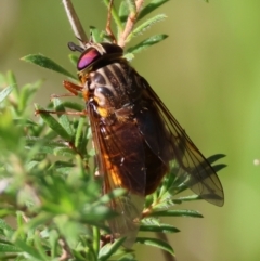 Apiocera sp. (genus) at Moruya, NSW - suppressed