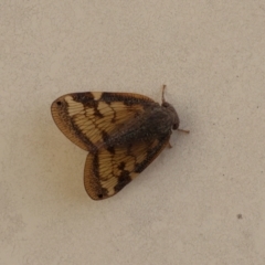 Scolypopa australis (Passionvine hopper, Fluffy bum) at Lyons, ACT - 6 Mar 2024 by ran452