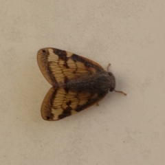 Scolypopa australis at Lyons, ACT - 6 Mar 2024 09:07 AM